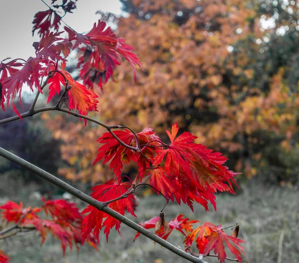 Red Leaves Macro — Stock Photo, Image