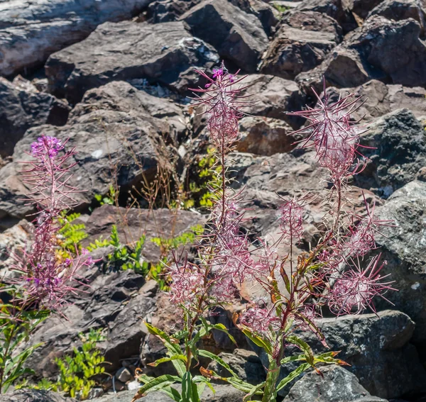 Red Flowers In Rocks — Stock Photo, Image