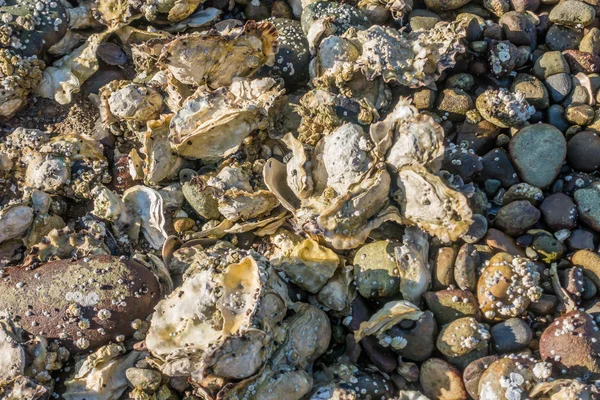 Conchas e rochas Backgroun — Fotografia de Stock