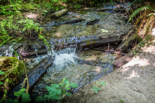 Correndo Closeup Creek — Fotografia de Stock