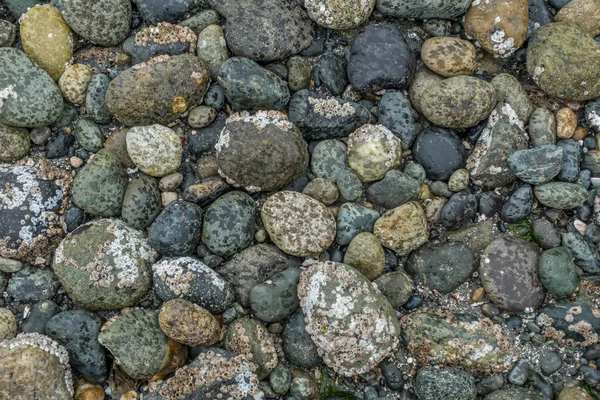 Rochas do fundo do mar Closeup — Fotografia de Stock
