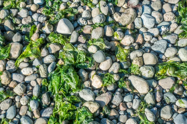 Seahurst plaj kayalar — Stok fotoğraf