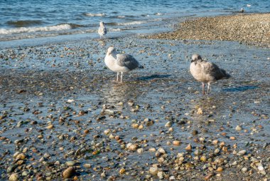 Seahurst Beach martılar 3