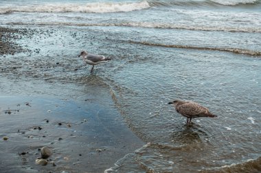Sahilde kıyı martılar