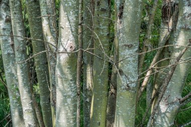 Ağaçların - portre