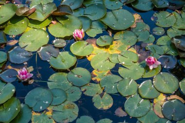 Üç pembe nilüferler