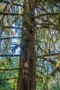 Ağaç Wasshington devlet