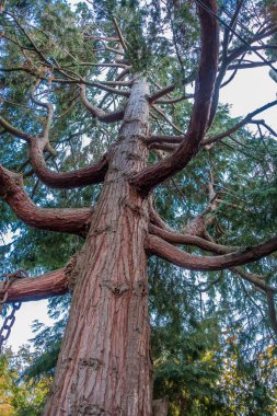 Ağaç dalları aşağıdan