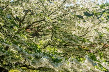 Beyaz çiçek Profustion