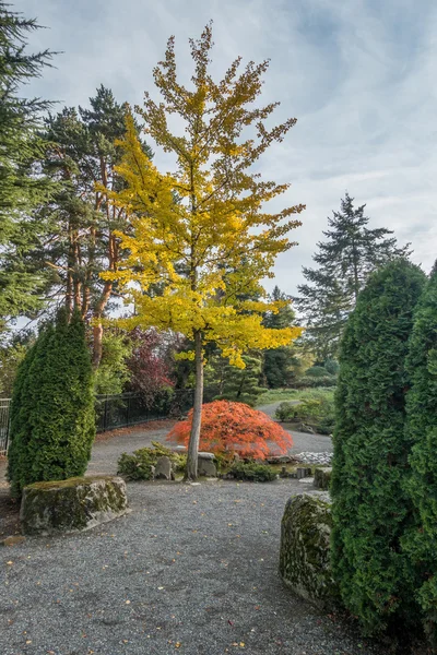 Hösten Seatac träd — Stockfoto