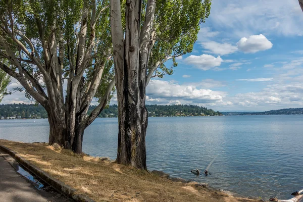 Poppel träd på Seward Park — Stockfoto