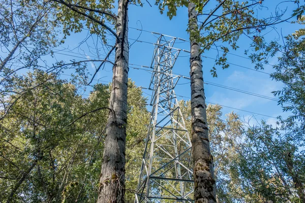 Träd och kraftledningar — Stockfoto