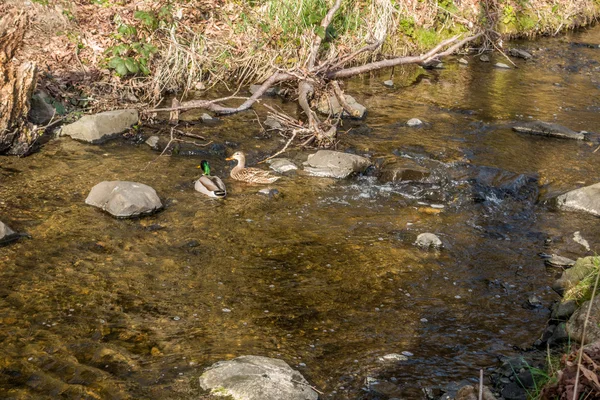 Twee eenden In een stroom — Stockfoto