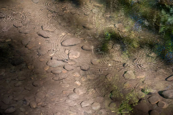 Wasserwanzen in einem Bach — Stockfoto