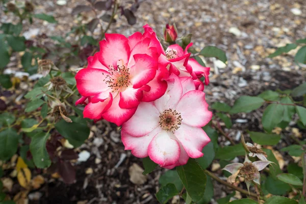 Fleurs blanches et rouges — Photo