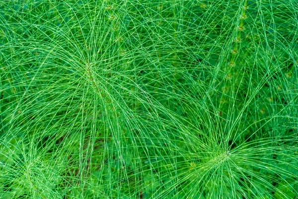 針金のような植物のクローズ アップ — ストック写真