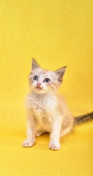 Niedliches Graues Und Braunes Kätzchen Auf Gelbem Hintergrund Kopierraum Für — Stockfoto