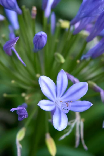 Lilas Vue Macro Mise Point Sélective Arrière Plan Flou — Photo