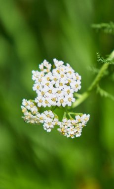 Yeşil bitkilerin arka planındaki beyaz çiçekler bulanık. Bahar mevsimi.