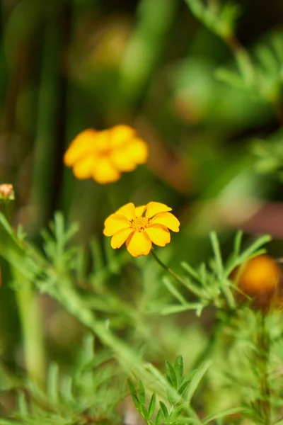 Cogumelos Contexto Grama Verde Sem Foco Estação Primavera — Fotografia de Stock