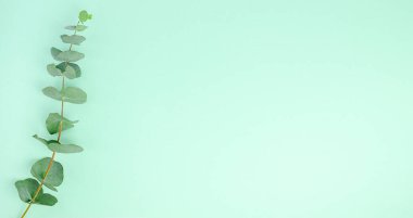 Yeşil arka planda okaliptüs dalları. Düz yerde, üst tarafta. kopyalama alanı. Yüksek kalite fotoğraf