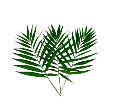 Palm Leaf beyaz arka planda izole edilmiş. Yüksek kalite fotoğraf