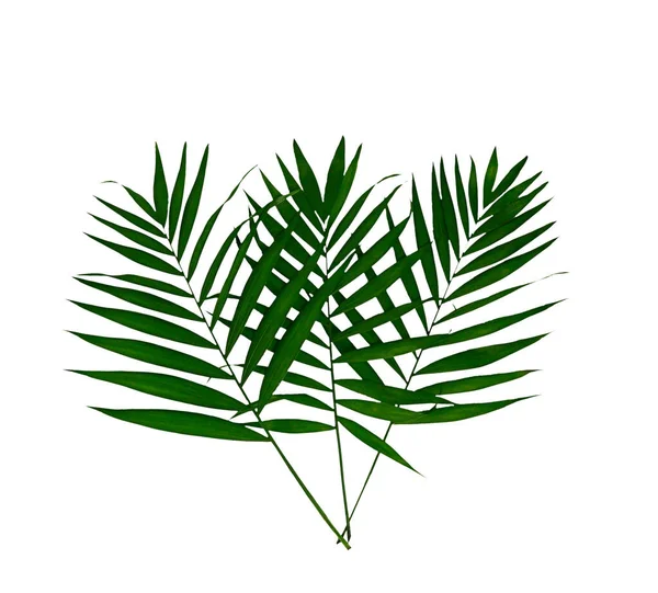 Palm Leaf Beyaz Arka Planda Izole Edilmiş Yüksek Kalite Fotoğraf — Stok fotoğraf