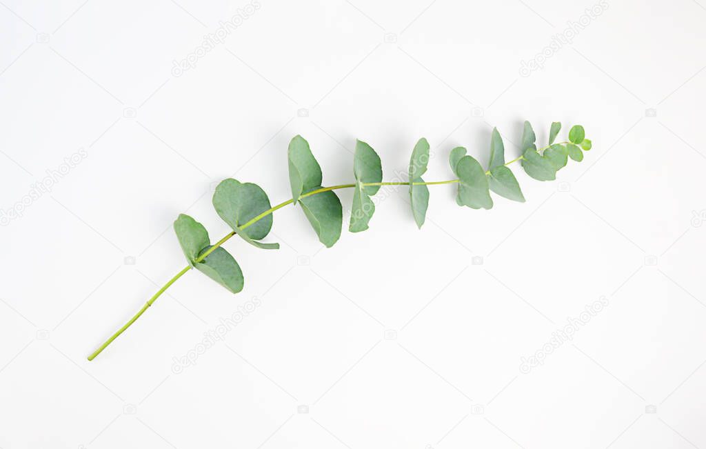eucalyptus branches on white background. Flat lay, top view. copy space. High quality photo