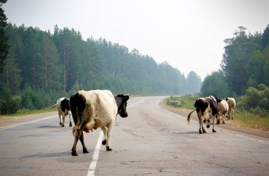 Birçok inek kırsal yoldan geçiyor. Yüksek kalite fotoğraf
