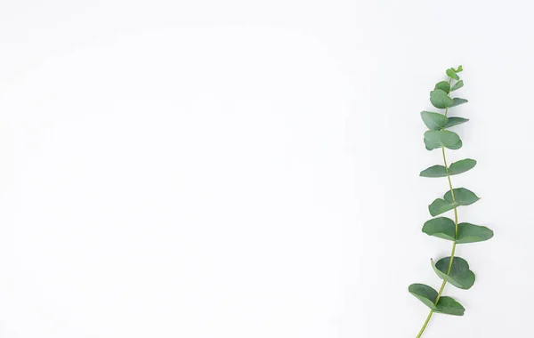 Eucalyptus Branches White Background Flat Lay Top View Copy Space — Stock Photo, Image