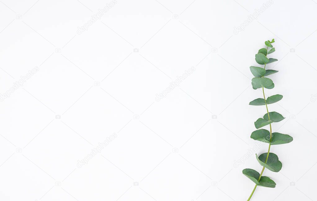 eucalyptus branches on white background. Flat lay, top view. copy space. High quality photo