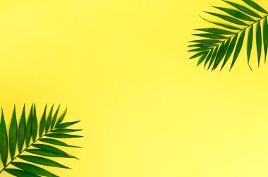 Sarı Arkaplanda Palmiye Yaprağı Yaz Konsepti.