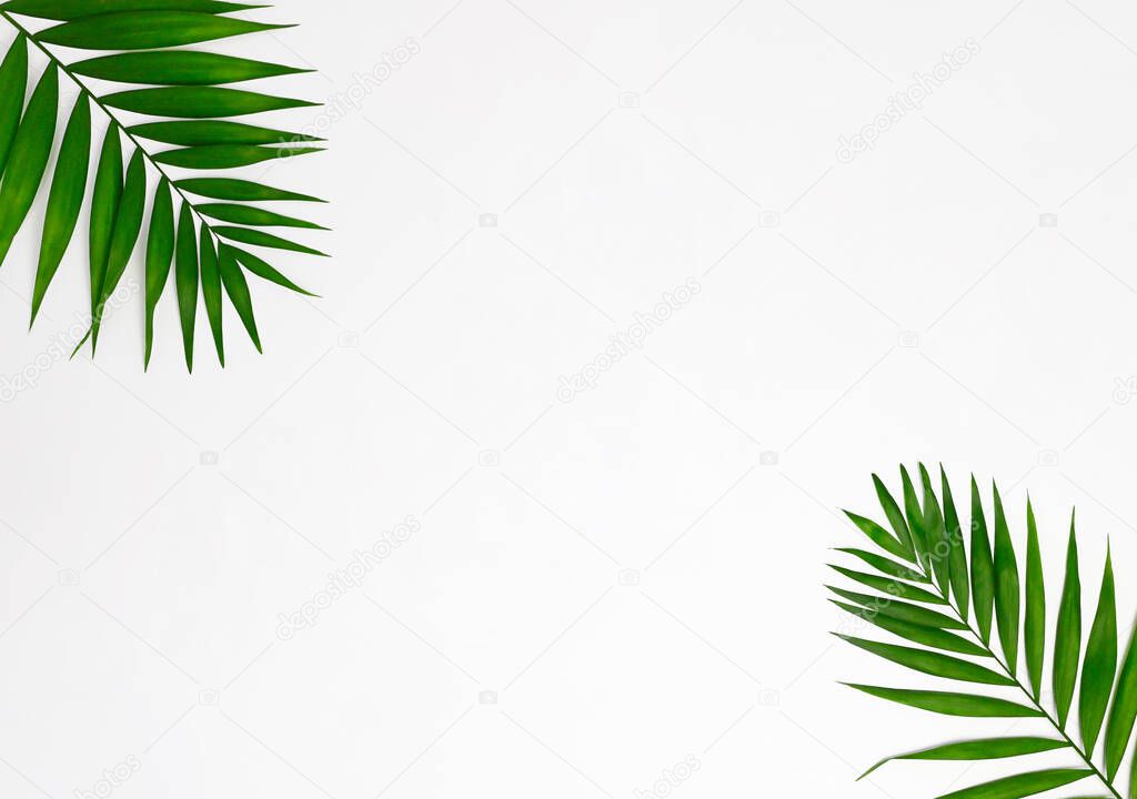 Palm Leaf on white Backgrounds Summer Concept.