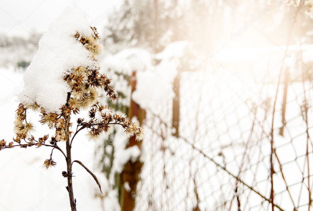Wild hogweed flower and fence, close up view, selective focus, winter nature. Countryside, village. High quality photo