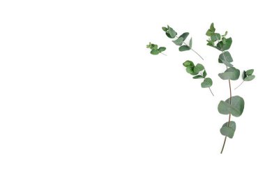 Beyaz arka planda okaliptüs dallarından yapılmış bir çerçeve. Düz yat, üst görünüm, maket yap..