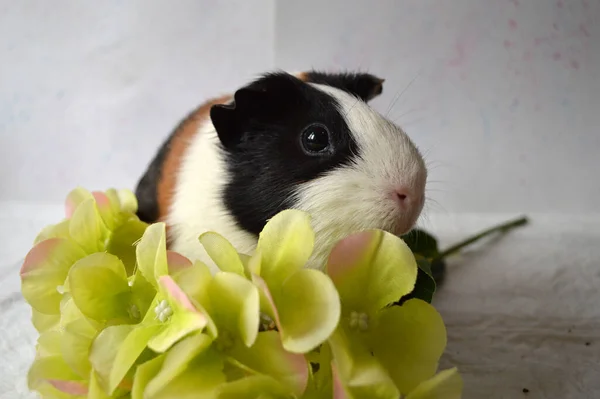Beautiful guinea pig sitting on yellow artificial flowers