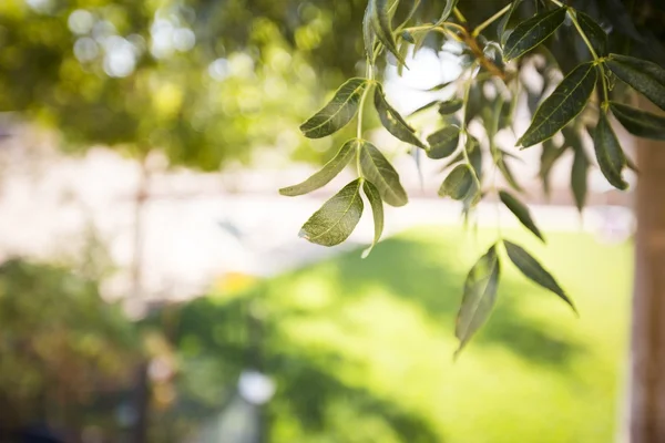 Summer Leaves — Stock Photo, Image