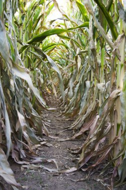 Corn Field Perspective clipart