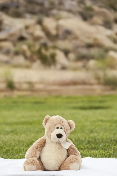 L'adorabile Teddy — Foto Stock