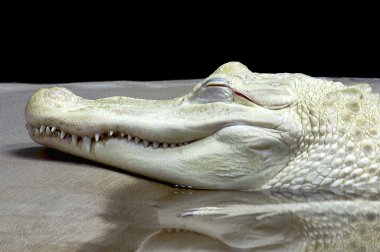 Albino timsahı