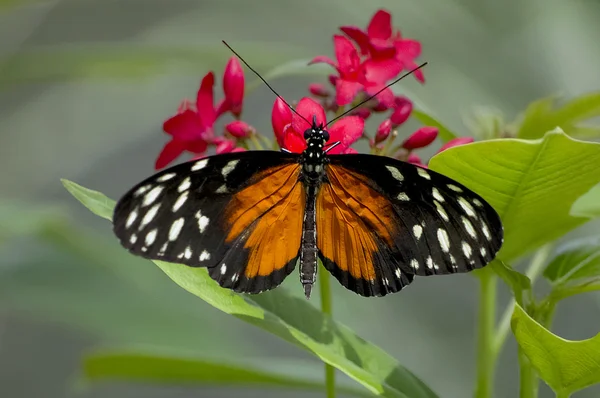 Orange Longwing — 图库照片