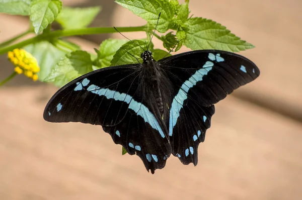 Black Sapphire Butterfly — 图库照片