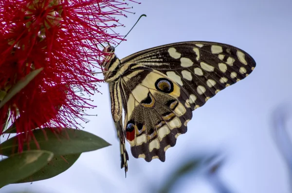 Swallowtail Landing — 图库照片