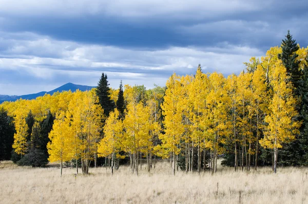 Golden Field — Stock Photo, Image