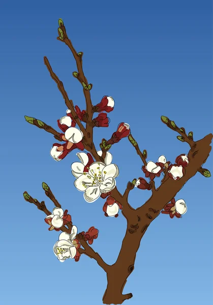 Apfelblüten — Stockvektor