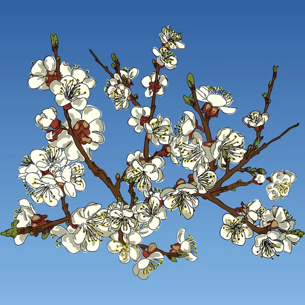 Blühender Apfelbaum — Stockvektor