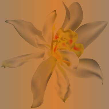 Çiçek Narcissus portre