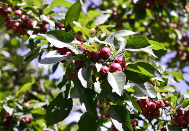 Küçük kırmızı elma ile elma dalı