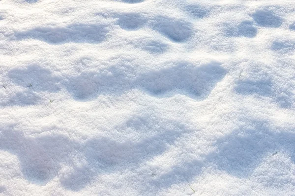 Track in snow made by wild animal — Stock Photo, Image