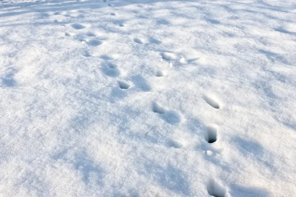 Track in snow made by wild animal — Stock Photo, Image